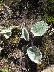 Hermas lanata