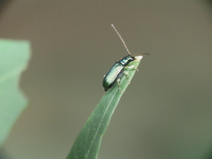 Pseudotheopea sauteri