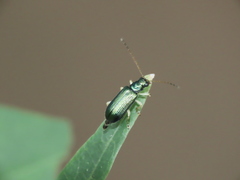 Pseudotheopea sauteri