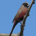 Black-faced Waxbill - Photo (c) Joachim Louis, some rights reserved (CC BY-NC-ND), uploaded by Joachim Louis