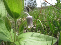 Clematis fremontii