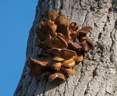 iNaturalist observation photo of Oyster Mushrooms