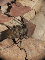 Acalolepta formosana