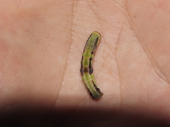 Racotis boarmiaria