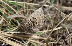 Oeneis alberta