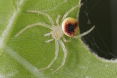 Araneus alboventris