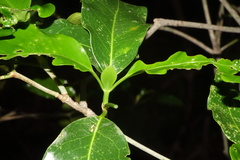 Coptosperma