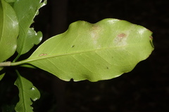 Coptosperma