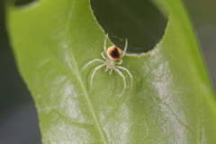 Araneus alboventris