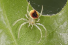 Araneus alboventris