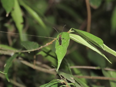 Thranius multinotatus