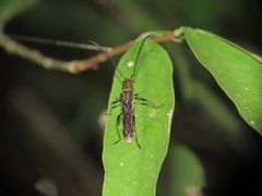 Thranius multinotatus