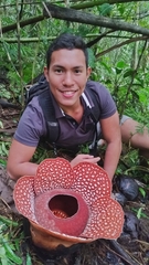 Rafflesia mira