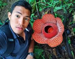 Rafflesia mira
