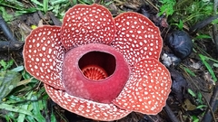 Rafflesia mira