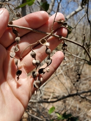 Piptadenia obliqua