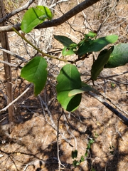 Piptadenia obliqua