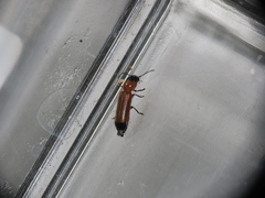 Tenerus