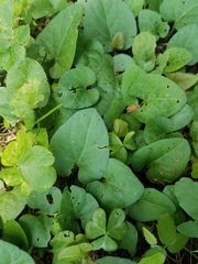 Lycianthes asarifolia