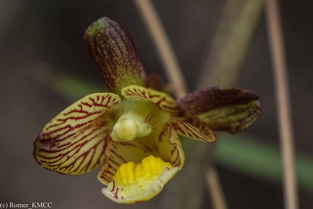 Eulophia reticulata