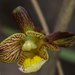 Eulophia reticulata - Photo no rights reserved, uploaded by Romer Rabarijaona