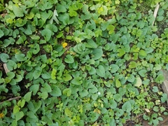 Lycianthes asarifolia