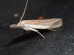 Bandera binotella