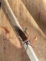Ochrocydus huttoni