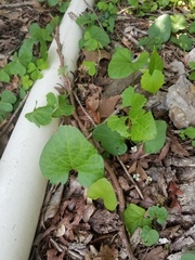 Lycianthes asarifolia