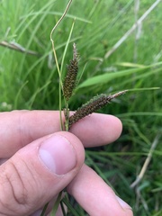 Carex aperta