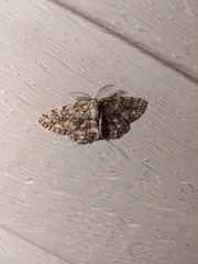 Hypomecis umbrosaria