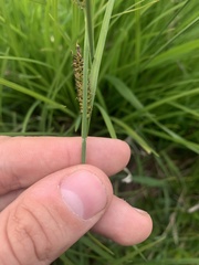 Carex aperta