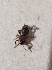 Cyphoderris