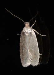 Agonopterix argillacea