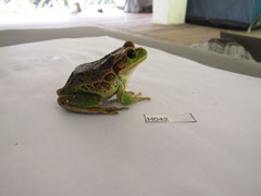 Gastrotheca riobambae