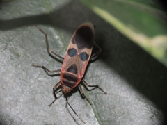 Physopelta gutta gutta