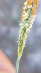 Alopecurus aequalis aequalis