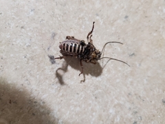 Cyphoderris