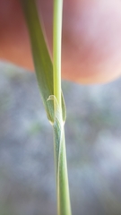 Alopecurus aequalis aequalis