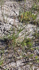 Alopecurus aequalis aequalis