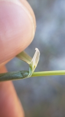 Alopecurus aequalis aequalis