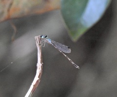 Indolestes tenuissimus