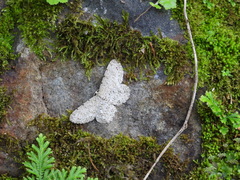 Catoria sublavaria