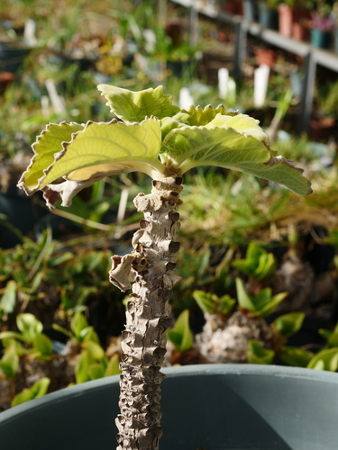 Otjihipa Mountain Gingerbush (Tetradenia kaokoensis)