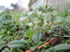 Veronica triphyllos