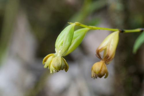 Epidendrum alfaroi Ames & C.Schweinf. 2