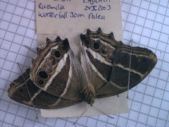 Parataygetis albinotata