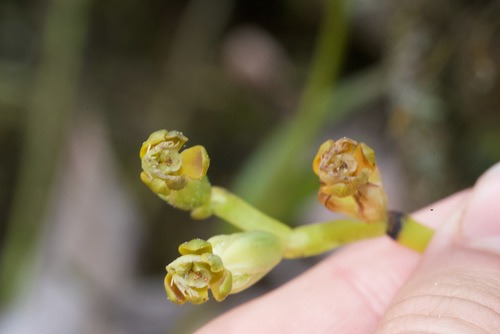 Epidendrum alfaroi Ames & C.Schweinf. 3