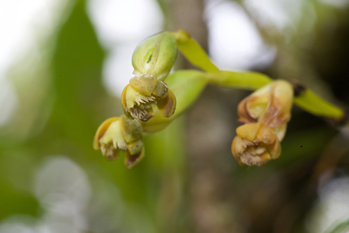 Epidendrum alfaroi Ames & C.Schweinf.