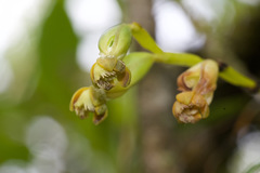 Epidendrum alfaroi image